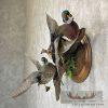 Wood Duck Pair Taxidermy Bird Mount For Sale - Image 3