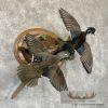 Wood Duck Pair Taxidermy Bird Mount For Sale - Image 4