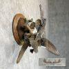 Wood Duck Pair Taxidermy Bird Mount For Sale - Image 5