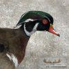 Wood Duck Pair Taxidermy Bird Mount For Sale - Image 6