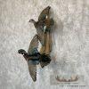 Wood Duck Pair Taxidermy Bird Mount For Sale - Image 2