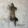 Wood Duck Pair Taxidermy Bird Mount For Sale - Image 4