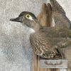 Wood Duck Pair Taxidermy Bird Mount For Sale - Image 6