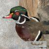 Wood Duck Pair Taxidermy Bird Mount For Sale - Image 7