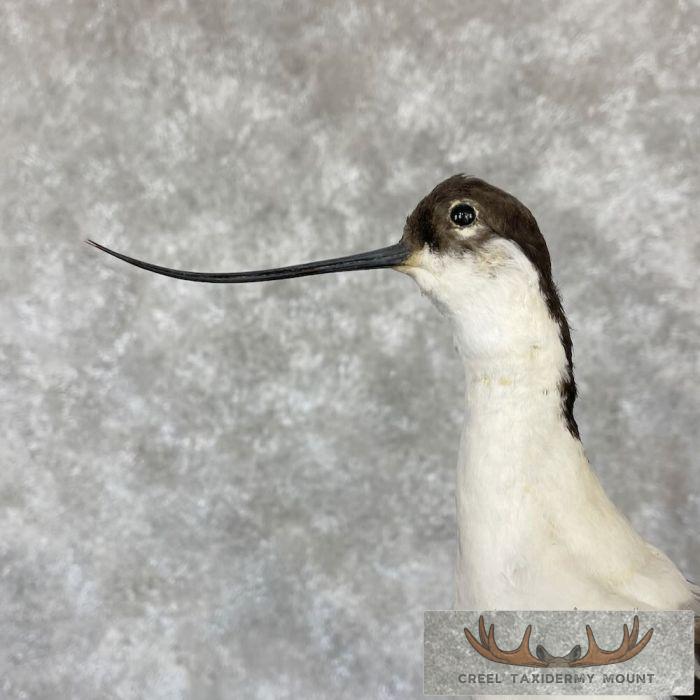 Pied Avocet Taxidermy Bird Mount For Sale - Image 2