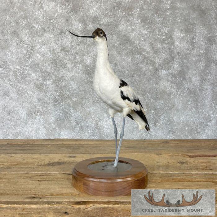 Pied Avocet Taxidermy Bird Mount For Sale - Image 3