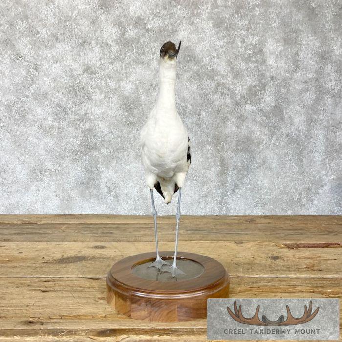 Pied Avocet Taxidermy Bird Mount For Sale - Image 4