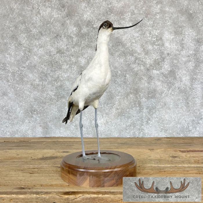 Pied Avocet Taxidermy Bird Mount For Sale - Image 5