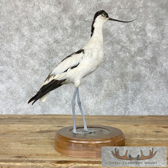 Pied Avocet Taxidermy Bird Mount For Sale - Image 6