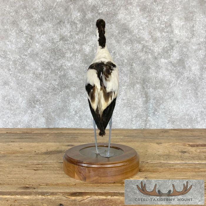 Pied Avocet Taxidermy Bird Mount For Sale - Image 7