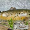 22.5" Brown Trout Taxidermy Fish Mount For Sale - Image 3
