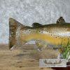 22.5" Brown Trout Taxidermy Fish Mount For Sale - Image 4