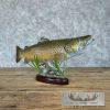 22.5" Brown Trout Taxidermy Fish Mount For Sale - Image 5