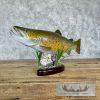 22.5" Brown Trout Taxidermy Fish Mount For Sale - Image 6