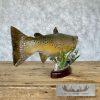 22.5" Brown Trout Taxidermy Fish Mount For Sale - Image 8