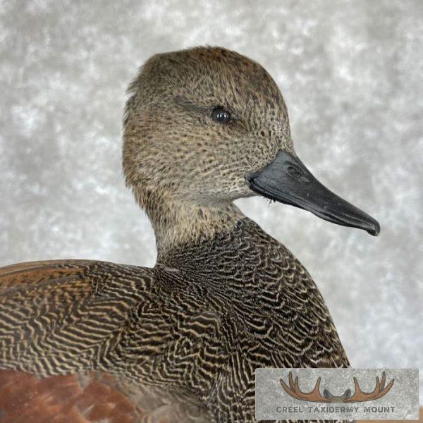 Gadwall Duck Taxidermy Bird Mount For Sale - Image 2