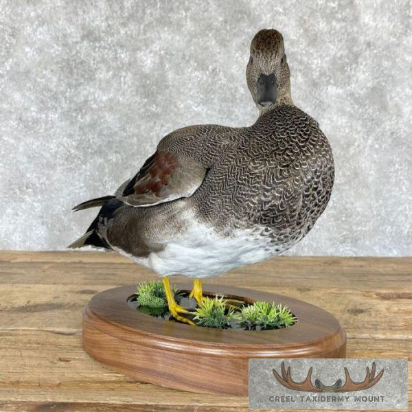 Gadwall Duck Taxidermy Bird Mount For Sale - Image 3