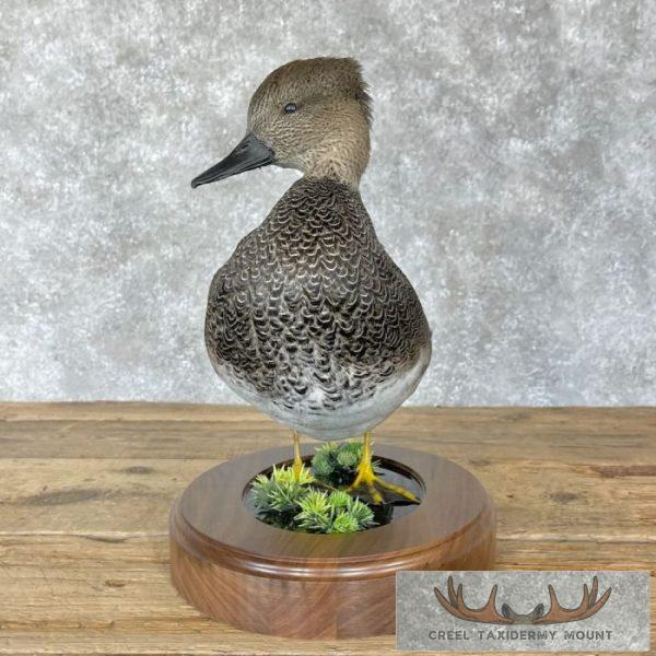 Gadwall Duck Taxidermy Bird Mount For Sale - Image 4