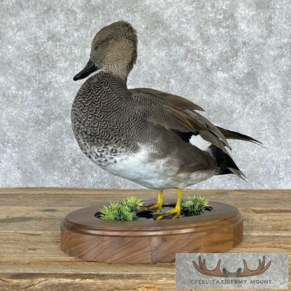 Gadwall Duck Taxidermy Bird Mount For Sale - Image 5
