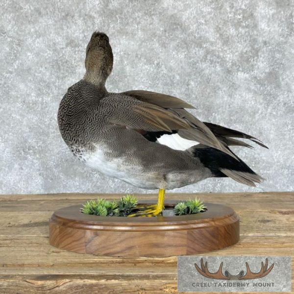Gadwall Duck Taxidermy Bird Mount For Sale - Image 6