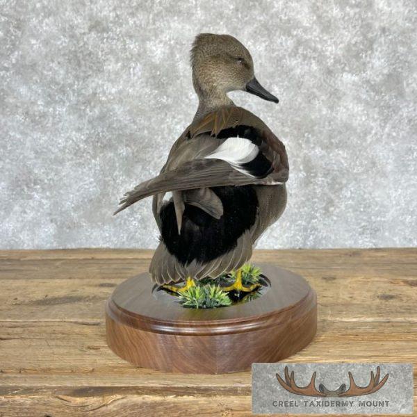 Gadwall Duck Taxidermy Bird Mount For Sale - Image 7