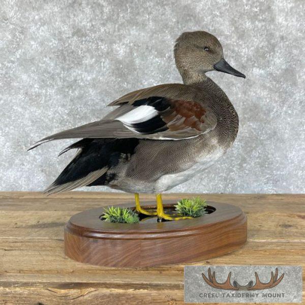 Gadwall Duck Taxidermy Bird Mount For Sale - Image 8