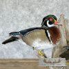 Wood Duck Pair Taxidermy Bird Mount For Sale - Image 2