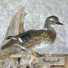 Wood Duck Pair Taxidermy Bird Mount For Sale - Image 3