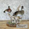 Wood Duck Pair Taxidermy Bird Mount For Sale - Image 4