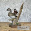 Wood Duck Pair Taxidermy Bird Mount For Sale - Image 5