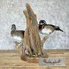 Wood Duck Pair Taxidermy Bird Mount For Sale - Image 6