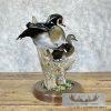 Wood Duck Pair Taxidermy Bird Mount For Sale - Image 7