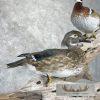 Wood Duck Pair Taxidermy Bird Mount For Sale - Image 2