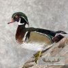 Wood Duck Pair Taxidermy Bird Mount For Sale - Image 3