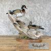 Wood Duck Pair Taxidermy Bird Mount For Sale - Image 4