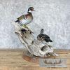 Wood Duck Pair Taxidermy Bird Mount For Sale - Image 5