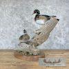 Wood Duck Pair Taxidermy Bird Mount For Sale - Image 7