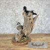 Wood Duck Pair Taxidermy Bird Mount For Sale - Image 8