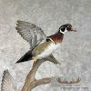 Wood Duck Pair Taxidermy Bird Mount For Sale - Image 2