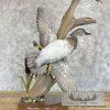 Wood Duck Pair Taxidermy Bird Mount For Sale - Image 3