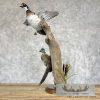Wood Duck Pair Taxidermy Bird Mount For Sale - Image 5