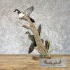 Wood Duck Pair Taxidermy Bird Mount For Sale - Image 6