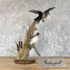 Wood Duck Pair Taxidermy Bird Mount For Sale - Image 8