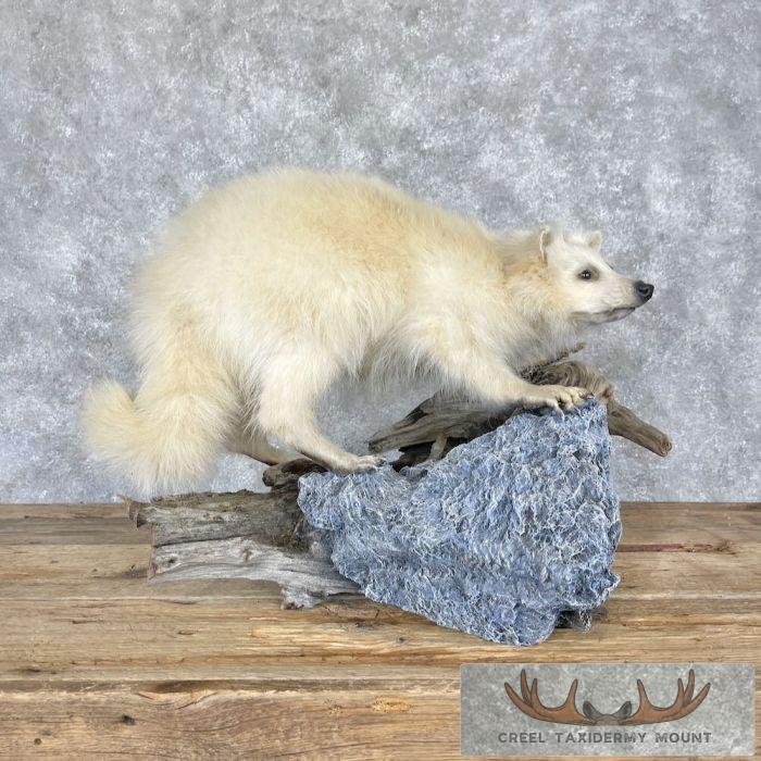 White Raccoon Life-Size Taxidermy Mount For Sale - Image 2