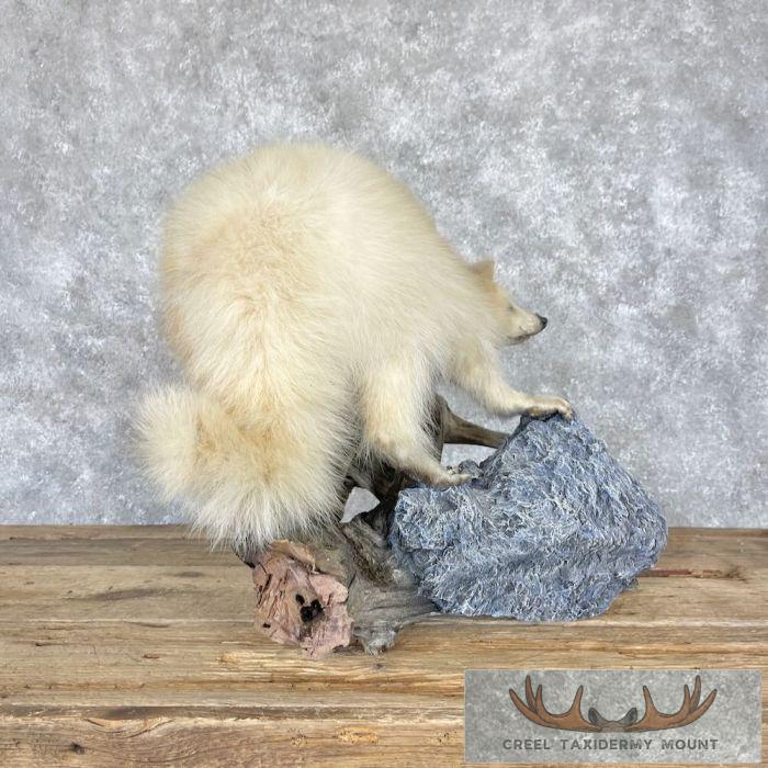 White Raccoon Life-Size Taxidermy Mount For Sale - Image 3