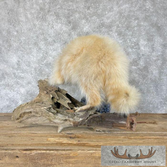 White Raccoon Life-Size Taxidermy Mount For Sale - Image 4