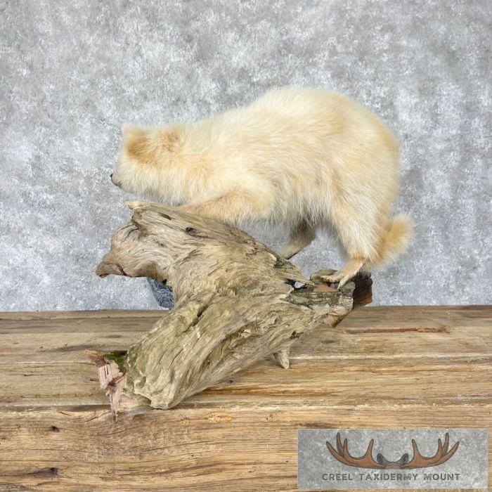 White Raccoon Life-Size Taxidermy Mount For Sale - Image 5