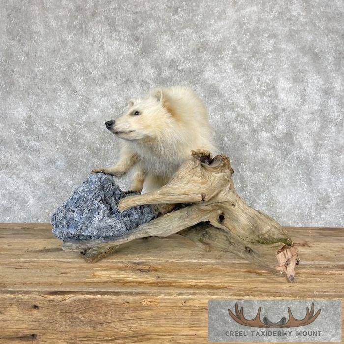 White Raccoon Life-Size Taxidermy Mount For Sale - Image 6