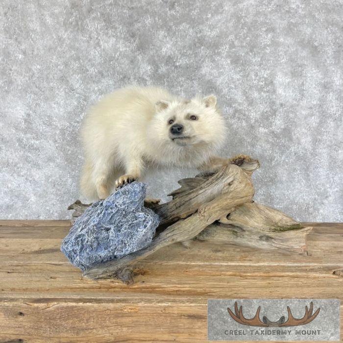 White Raccoon Life-Size Taxidermy Mount For Sale - Image 7