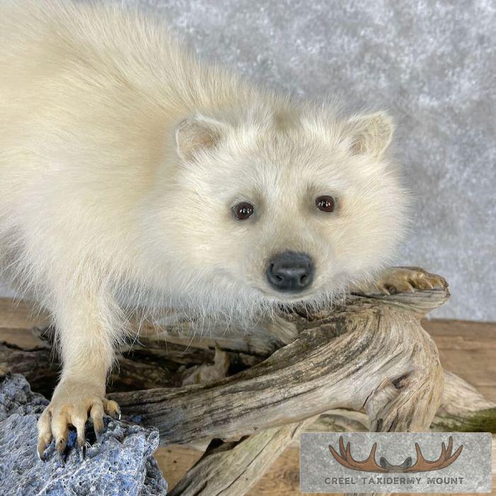 White Raccoon Life-Size Taxidermy Mount For Sale - Image 8